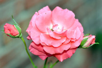 In Memory of Joanne Moore-Williams